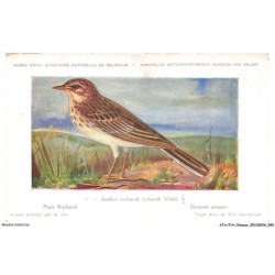ATAP14-0992-OISEAUX - Musée royal d'histoire naturelle de belgique - Anthus richardi richardi vieill