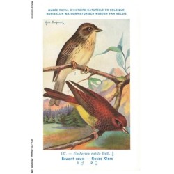 ATAP14-0976-OISEAUX - Musée royal d'histoire naturelle de belgique - Bruant roux - Rosse gors