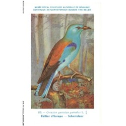 ATAP14-0991-OISEAUX - Musée royal d'histoire naturelle de belgique - Rollier d'europe