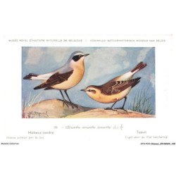 ATAP14-0997-OISEAUX - Musée royal d'histoire naturelle de belgique - Motteux cendré