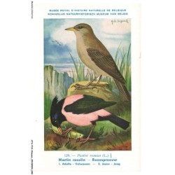 ATAP14-0967-OISEAUX - Musée royal d'histoire naturelle de belgique - Martin roselin