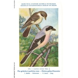 ATAP14-0981-OISEAUX - Musée royal d'histoire naturelle de belgique - Pie-griéche a poitrine rose