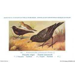 ATAP14-1010-OISEAUX - Musée royal d'histoire naturelle de belgique - Alouette nègre