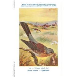 ATAP14-0984-OISEAUX - Musée royal d'histoire naturelle de belgique - Grive litorne