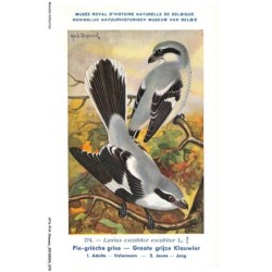 ATAP14-0982-OISEAUX - Musée royal d'histoire naturelle de belgique - Pie-griéche grise