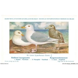 ATAP14-1006-OISEAUX - Musée royal d'histoire naturelle de belgique - Goeland bourgmestre