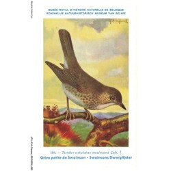 ATAP14-0987-OISEAUX - Musée royal d'histoire naturelle de belgique - Grive petite de wainson
