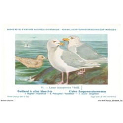ATAP14-1005-OISEAUX - Musée royal d'histoire naturelle de belgique - Goeland a ailes blanches