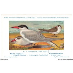 ATAP14-1000-OISEAUX - Musée royal d'histoire naturelle de belgique - Sterne caspienne