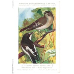 ATAP14-0949-OISEAUX - Musée royal d'histoire naturelle de belgique - Gobe-mouche noir