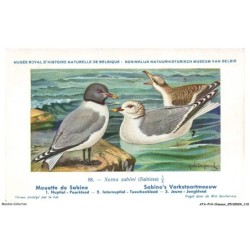 ATAP14-1002-OISEAUX - Musée royal d'histoire naturelle de belgique - Mouette de sabine