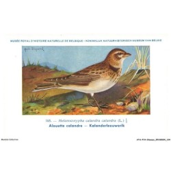 ATAP14-1009-OISEAUX - Musée royal d'histoire naturelle de belgique - Alouette calandre