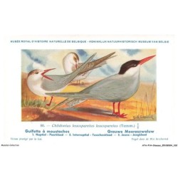 ATAP14-0998-OISEAUX - Musée royal d'histoire naturelle de belgique - Gifette a moustaches
