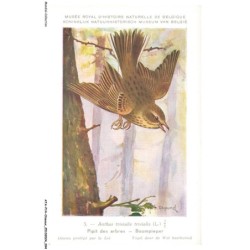 ATAP14-0994-OISEAUX - Musée royal d'histoire naturelle de belgique - Pipit des arbres