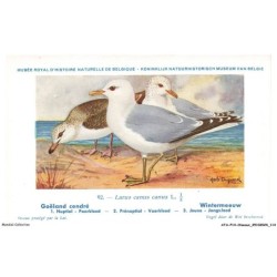 ATAP14-1004-OISEAUX - Musée royal d'histoire naturelle de belgique - Goeland cendré