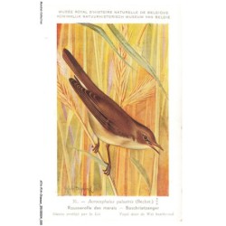 ATAP14-0957-OISEAUX - Musée royal d'histoire naturelle de belgique - Rousserolle des marais