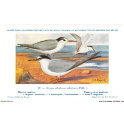 ATAP14-1001-OISEAUX - Musée royal d'histoire naturelle de belgique - Sterne naine