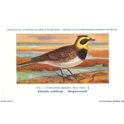 ATAP14-1012-OISEAUX - Musée royal d'histoire naturelle de belgique - Alouette oreillarde