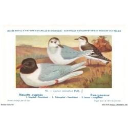 ATAP14-1007-OISEAUX - Musée royal d'histoire naturelle de belgique - Mouette pygmée