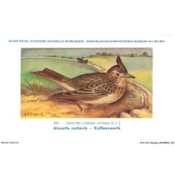 ATAP14-1013-OISEAUX - Musée royal d'histoire naturelle de belgique - Alouette cochevis