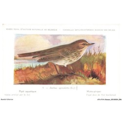 ATAP14-0995-OISEAUX - Musée royal d'histoire naturelle de belgique - Pipit aquatique