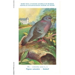 ATAP14-0947-OISEAUX - Musée royal d'histoire naturelle de belgique - Pigeon colombin - Holduif