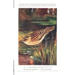 ATAP14-0959-OISEAUX - Musée royal d'histoire naturelle de belgique - Rousserolle aquatique