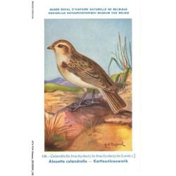 ATAP14-1011-OISEAUX - Musée royal d'histoire naturelle de belgique - Alouette calandrelle