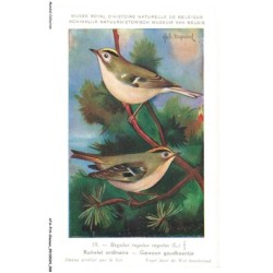 ATAP14-0951-OISEAUX - Musée royal d'histoire naturelle de belgique - Roilet ordinaire