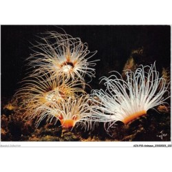 AJXP10-1035 - ANIMAUX - MX 3205 - Anemones de mer - aquatorium de ST-MALO