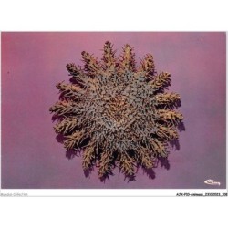AJXP10-1028 - ANIMAUX - ARCANSTER - ETOILE DE MER - LA DEVOREUSE DE CORAIL