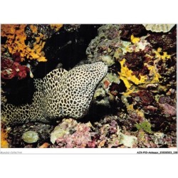 AJXP10-1043 - ANIMAUX - MURENE - archipel des comores