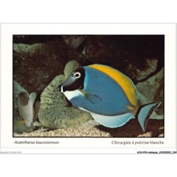 AJXP10-1041 - ANIMAUX - POISSONS CORAILLIENS - acanthurus leucosternon - chirurgien a poitrine blanche