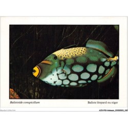 AJXP10-1039 - ANIMAUX - POISSONS CORAILLIENS - Balistoide conspicillum - baliste leopard ou niger - prestigieux - joyau