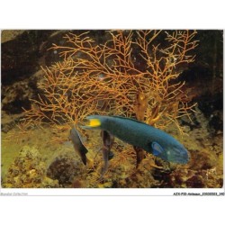 AJXP10-1044 - ANIMAUX - MUSEE OCEANOGRAPHIQUE DE MONACO - GIRELLE EXOTIQUE - Thalassoma lunare