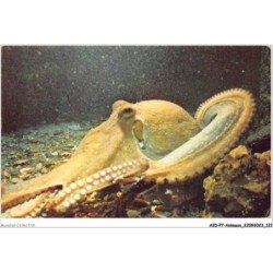 AIDP7-ANIMAUX-0643 - poulpe