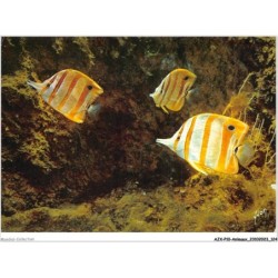 AJXP10-1036 - ANIMAUX - MUSEE OCEANOGRAPHIQUE DE MONACO - PIT-PIT - Chelmon rostratus