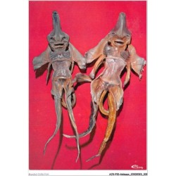 AJXP10-1025 - ANIMAUX - Chimeres a spatule ou diables des mers