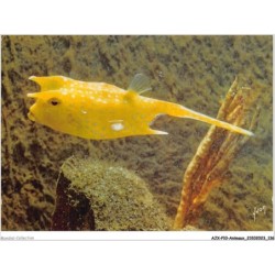 AJXP10-1042 - ANIMAUX - MUSEE OCEANOGRAPHIQUE DE MONACO - Poisson coffre cow fish - lactophrys cornutus