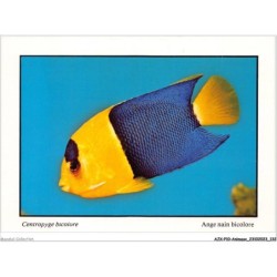AJXP10-1040 - ANIMAUX - POISSONS CORAILLIENS - Centropyge bicolore - ange nain bicolore