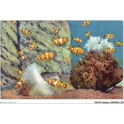 AIDP6-ANIMAUX-0539 - aquarium de monaco - amphiprion percula