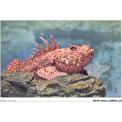 AIDP6-ANIMAUX-0538 - aquarium du musée océanographique de monaco - rascasse