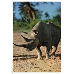 ATAP15-1055-ANIMAUX - Rhinocéros