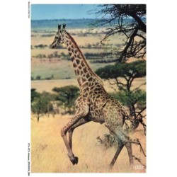 ATAP15-1056-ANIMAUX - Faune africaine - Girafe
