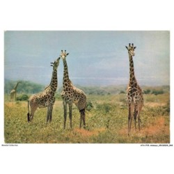 ATAP15-1036-ANIMAUX - Faune africaine - Girafes