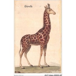 AIDP7-ANIMAUX-0627 - girafe