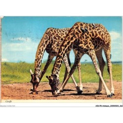 AIDP8-ANIMAUX-0766 - giraffes GIRAFE