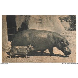 ATAP15-1078-ANIMAUX - Hippopotame et son petit