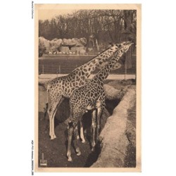 AQYP12-0738-ANIMAUX - Parc zoologique du bois de vincennes - Girafe piralta et girafe tippelskirki