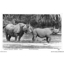 ASHP15-0954-ANIMAUX - AMBOSELI NATIONAL RESERVE - KENYA - BLACK RHINOCEROS